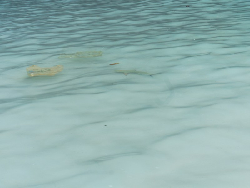 Junger Riffhai in den Wellen an der Maya Bay