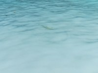 Junger Riffhai in den Wellen an der Maya Bay