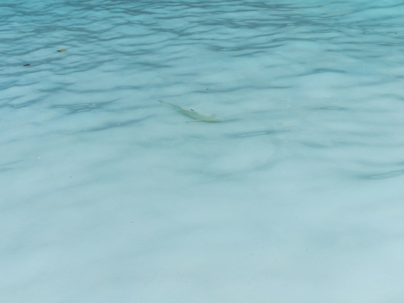 Junger Riffhai in den Wellen an der Maya Bay