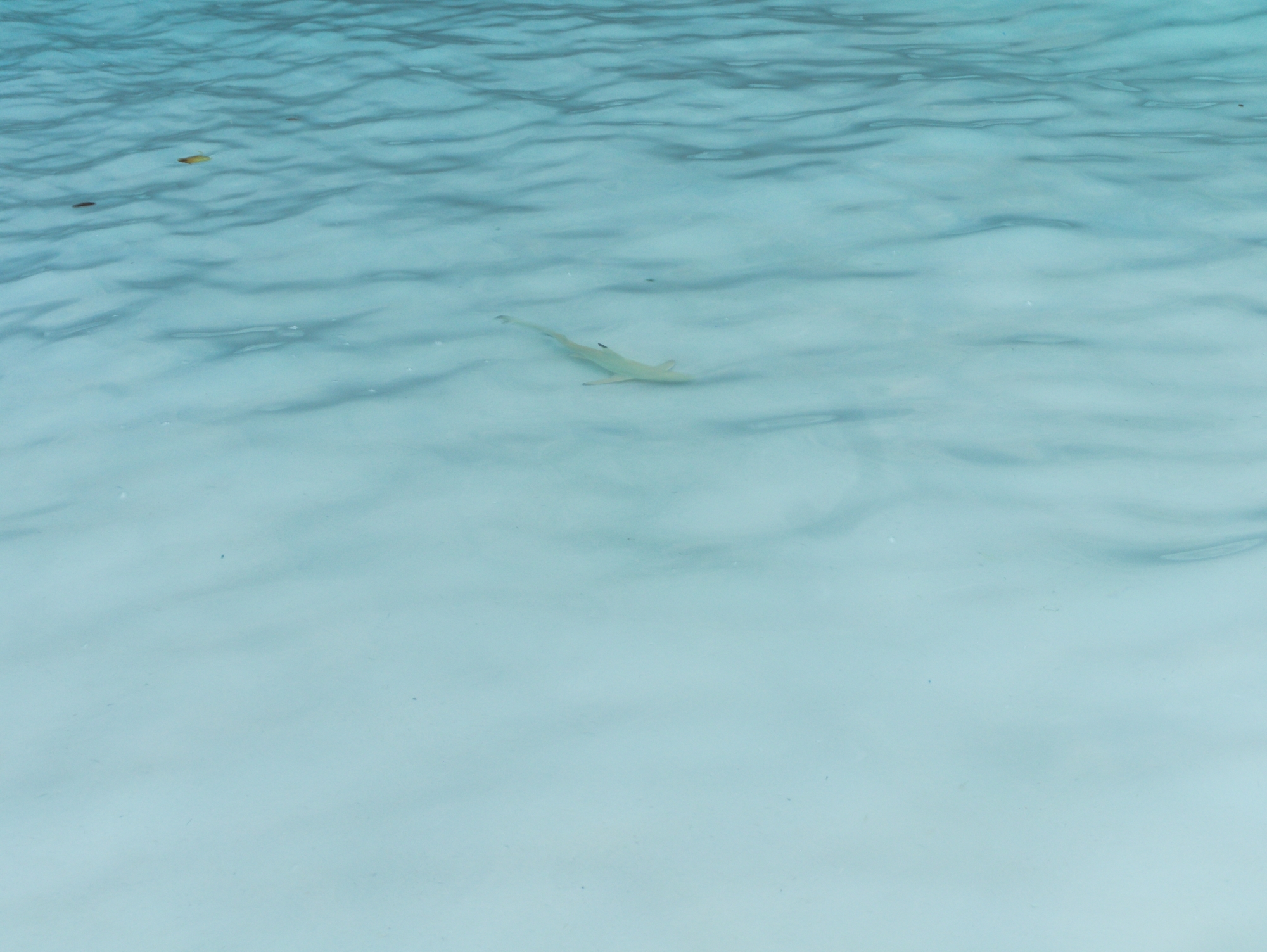 Junger Riffhai in den Wellen an der Maya Bay