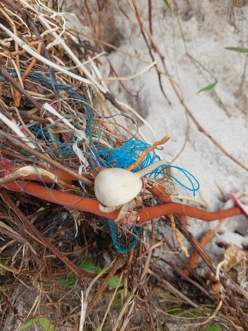 Einsiedlerkrebs am Freedombeach