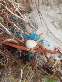 Einsiedlerkrebs am Freedombeach