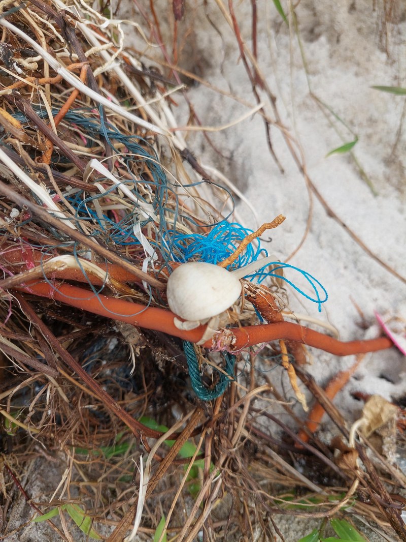 Einsiedlerkrebs am Freedombeach