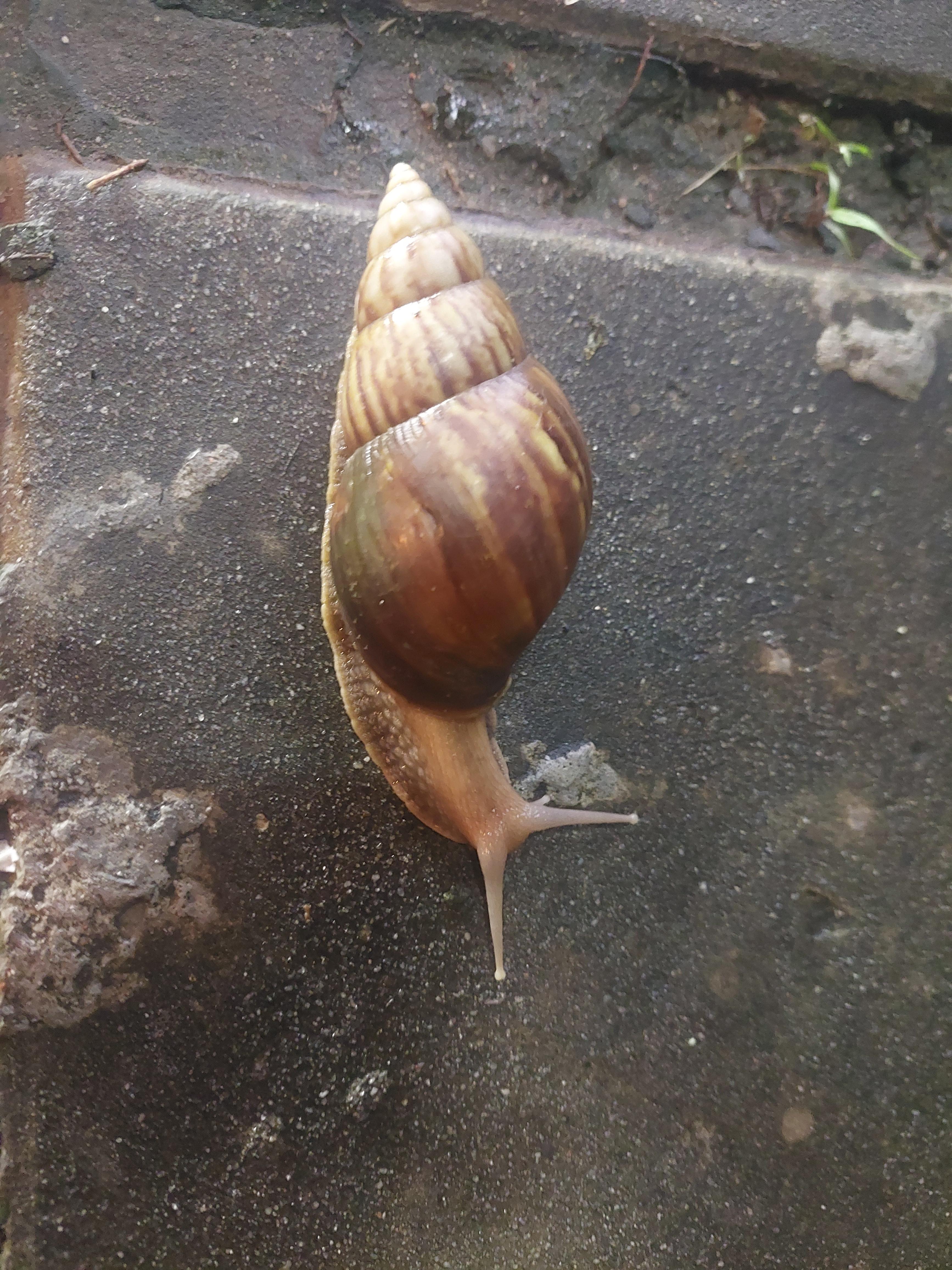 Riesenschnecke