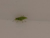 Grashüpfer an der Wand