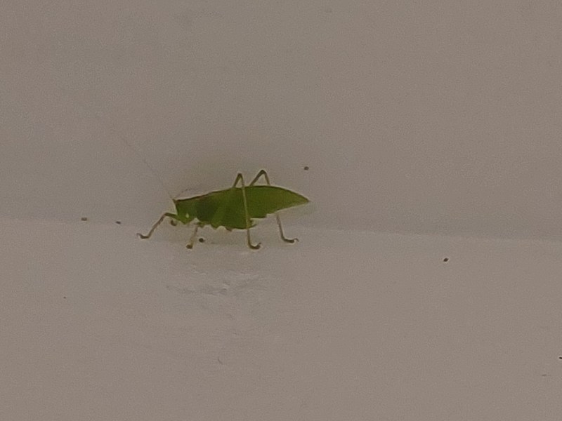 Grashüpfer an der Wand