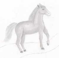 Pony Pemela