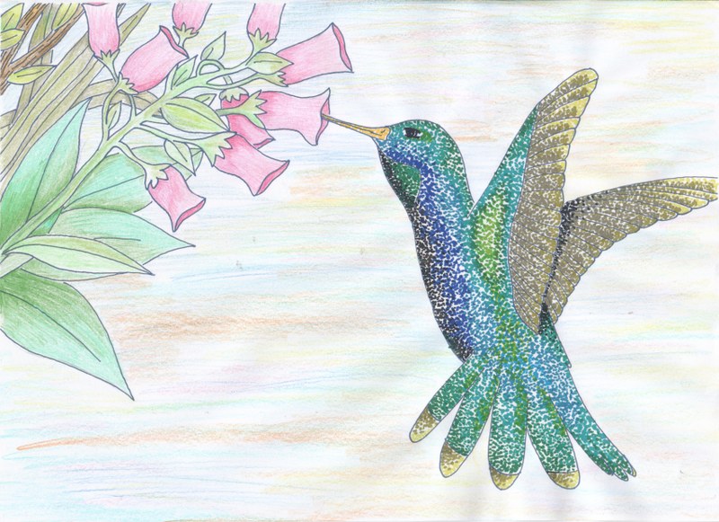 Kolibri an Blüten - Teil 1